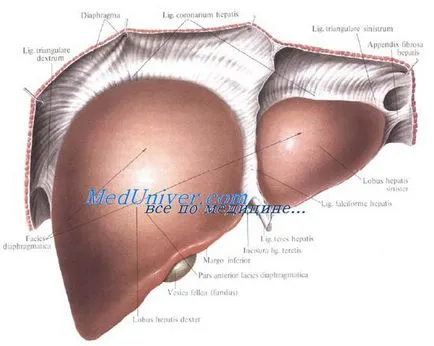 A peritoneális máj fedél