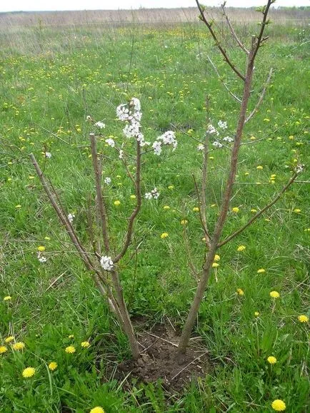 plantarea de copaci Buketnye