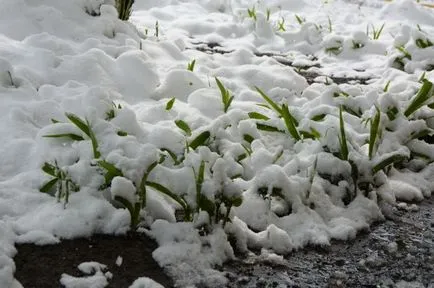 Cum de a face în așa fel încât a nins în maynkraft