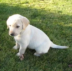 Hogyan válasszuk ki a kölyök Labrador retriever