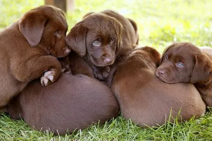 Hogyan válasszuk ki a kölyök Labrador retriever