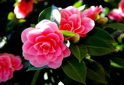 Cum să aibă grijă de Camellia flori la domiciliu