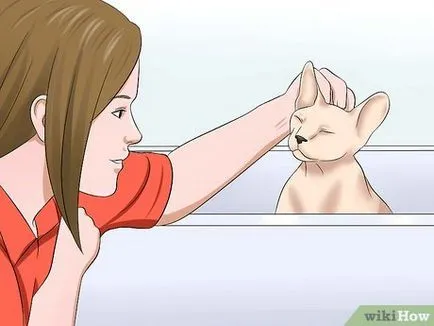 Как да си купите котка порода Sphynx