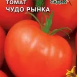 Как да накиснете семената преди засаждане домати, извара