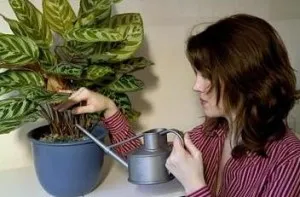 Calathea ápolási otthon, fotó, a változás, a szaporodás, a betegség