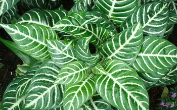 Calathea - видове Калат - расте Калат - грижи, трансплантация и