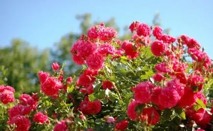Cum să crească trandafiri în plantarea de țară și de îngrijire