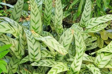 Calathea (Calathea) fotó típusok, termesztés, otthoni gondozást