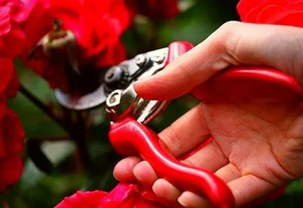 Cum să crească trandafiri în plantarea de țară și de îngrijire