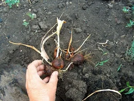 Hogyan kell tárolni a tulipán hagymákat őszig