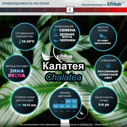 Calathea спалня като растение и расте (информационни графики)