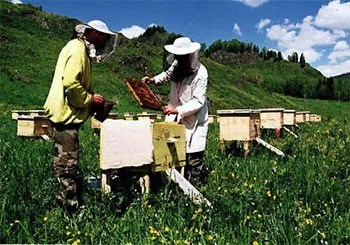 Tud valaki üzletet tenyésztése méhek, a mezőgazdaság, az üzleti