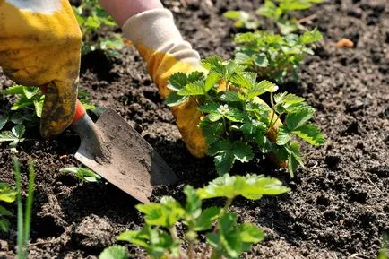 Ce un vis de tomate de plante în grădină ✵ ✷ ✴ ☽