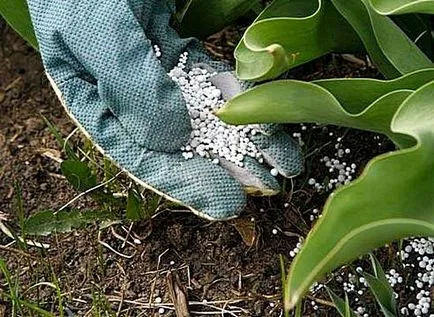 Kalcium-nitrát növényvédő használatra, az akció a kertészetben