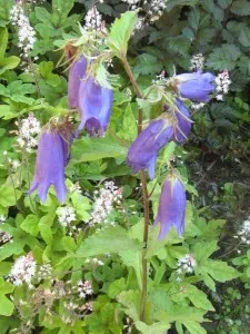 soiuri Campanula, specii, de reproducere, magazin de pe blog