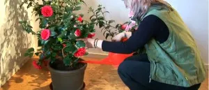 Camellia cameră de flori - de îngrijire și crearea condițiilor pentru creșterea video