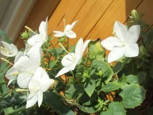 soiuri Campanula, specii, de reproducere, magazin de pe blog