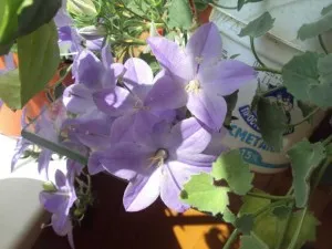 Campanula fajták, fajok, tenyésztési, áruház blog