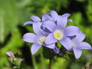 soiuri Campanula, specii, de reproducere, magazin de pe blog