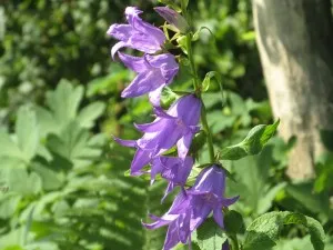 Campanula fajták, fajok, tenyésztési, áruház blog