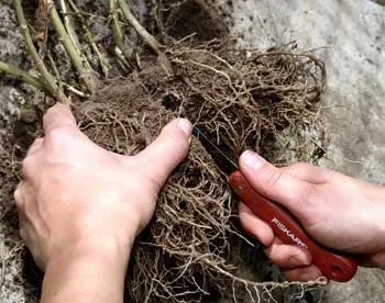 Кога и как да се пресаждат Astilbe