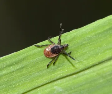 Tick-borne Rickettsia-betegség tüneteinek kezelésére, megelőzésére