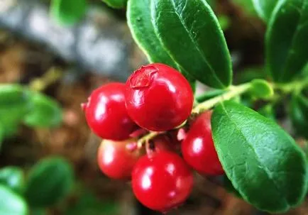 răcelile Cranberry beneficii de fructe de pădure în tratamentul și prevenirea bolilor