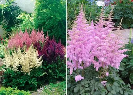 Când și cum să transplant Astilbe