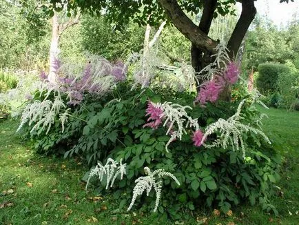 Кога и как да се пресаждат Astilbe