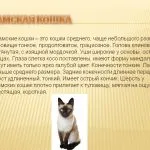 Сиамски котенца новородено снимки, описание, история, цвят, характер, както и отговори на често задавани