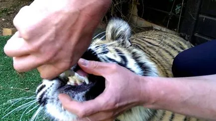 Cat segít a kutya, hogy megbirkózzanak az érzelmek és megnyugodni