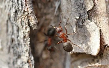 A kéreg a fa hangya belső réteg Lapacho, használati gyerekeknek, hogyan kell a gyógyszert,