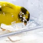 канарчета къпане