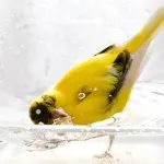 канарчета къпане