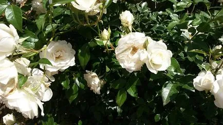 Bokros rózsák fotó, ültető rózsa és cserje gondozás