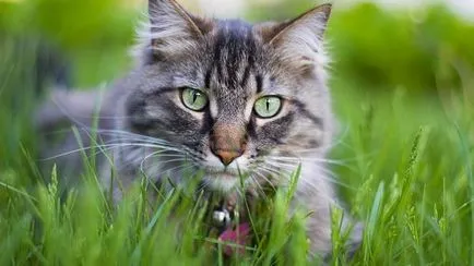 Лечебни растения за котки и други животни, в списъка на лечебните растения и тяхното благотворно
