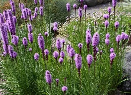 Liatris (46 снимки) spicate spikata, кацане на открито място, грижи, расте от семена,