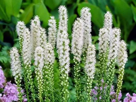 Liatris (46 снимки) spicate spikata, кацане на открито място, грижи, расте от семена,