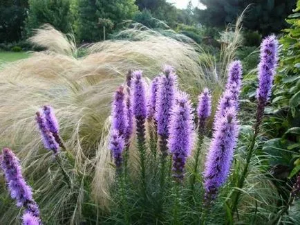 Liatris (46 fotók) spicate spikata, leszállás nyílt terepen, ellátás, egyre nagyobb a mag,