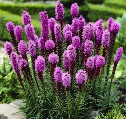 Liatris (46 снимки) spicate spikata, кацане на открито място, грижи, расте от семена,