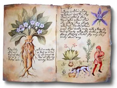 Mandragora - vrăjitoare iarba - Mystic - Noutăți