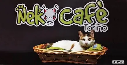 Top kávézó macskák és most Olaszországban - italiatut