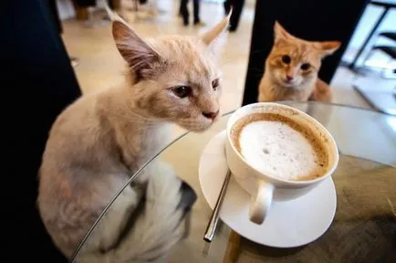 Top kávézó macskák és most Olaszországban - italiatut