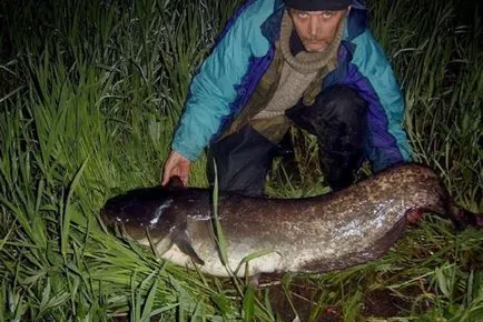 Prinderea Catfish în năvodul, master Fisher