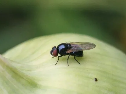 hagyma fly