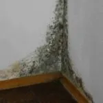 Черно мухъл в дома, отколкото опасен потенциал заболяването
