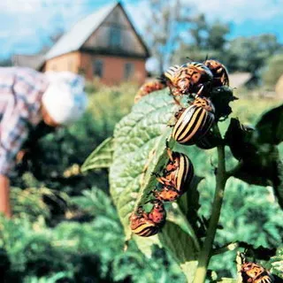 Mânerul de arbuști de grădină dăunători și boli, tratamentul pomilor fructiferi