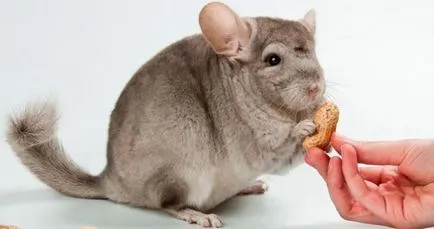 Ce să se hrănească o dieta acasă chinchilla