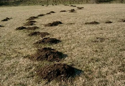 A földikutya eszik leírás fotosvoy községben