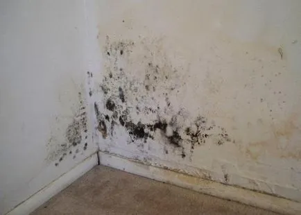 mucegai negru în casă decât boala potențial periculoase